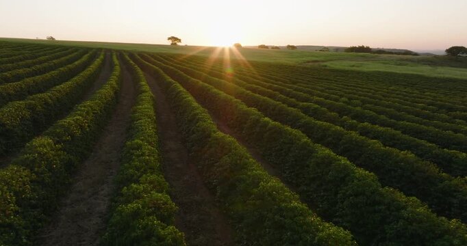 Aerial low flying over coffee bushes at sunset