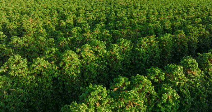 Aerial flying over coffee plants on plantation during golden hour