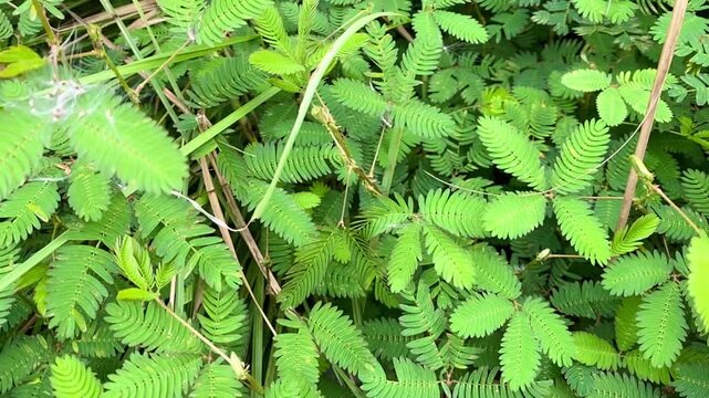 Finger Touching Sensitive Mimosa Pudica Leaves to Trigger Closing