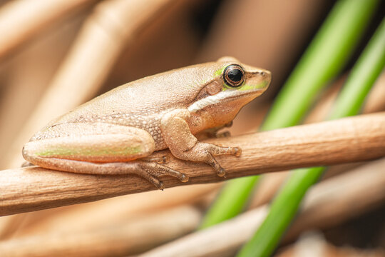 The eastern dwarf tree frog, also known as the eastern sedge frog, is a species of tree frog native to Australia.