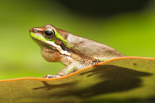 The eastern dwarf tree frog, also known as the eastern sedge frog, is a species of tree frog native to Australia.