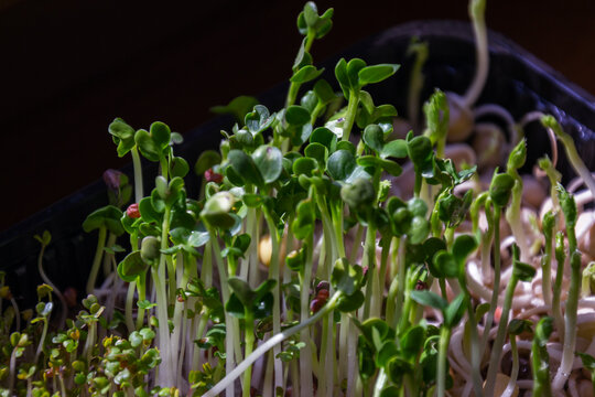 Green radish microgreens with young stems growing near crunchy bean sprouts in black plastic container indoors