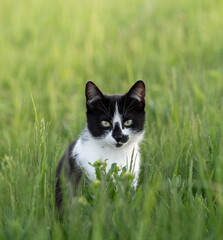 black cat on green grass © Vlad