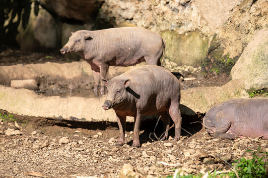 Three babirusas gather in a sunlit rocky habitat, with one standing prominently in front, another near a shallow pool, and a third resting on the ground in a wide wildlife view.