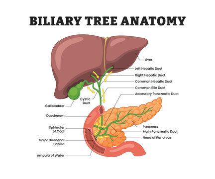 Biliary tree anatomy labeled diagram, educational medical poster design healthcare scheme, bile duct and pancreatic duct. Hepatic ducts, cystic duct, bile duct, pancreas duodenum, liver.