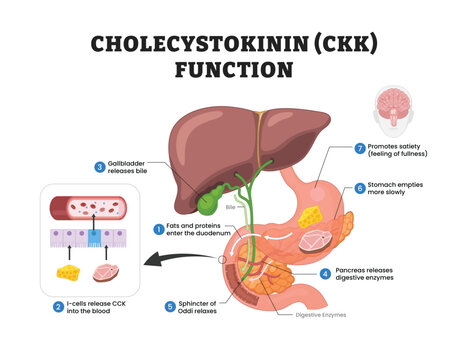 Cholecystokinin CCK function labeled diagram, educational medical poster design healthcare scheme, digestive hormone signaling and satiety. Labeled gallbladder, pancreas, duodenum, and I-cells