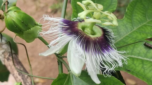 Macro close-up of a passion flower blooming in nature
