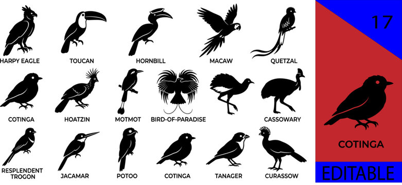 Black tropical rainforest exotic birds silhouette bundle harpy eagle toucan hornbill macaw quetzal cotinga hoatzin motmot cassowary trogon editable vector