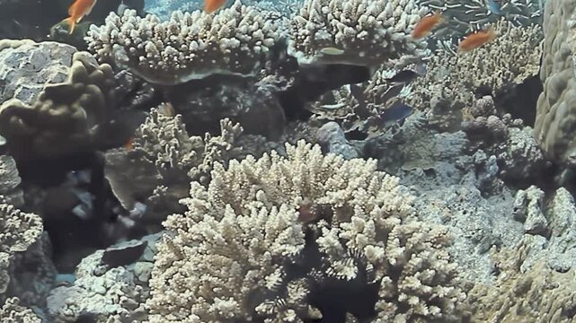 Orange Reef Fish Swim around Branching Corals on a Shallow Reef. Branching and rounded coral structures fill the frame while small orange fish move through the shallow reef environment.