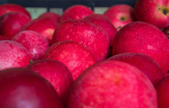 Fresh red apples stacked in plastic crate at local autumn harvest market