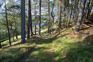 Fototapeta premium Scenic Woodland Trail Through Pine Forest in Peak District National Park, UK. 