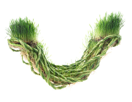 Fresh green grass letter shaped into curved botanical alphabet element with roots and soil isolated on a transparent background for creative typography design projects unique graphic