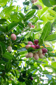 Close Up of Mamuang Hao Manao Ho Fruits (Carissa carandas) Growing on Leafy Branch