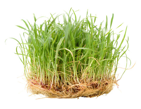 Fresh green grass clump with tangled roots isolated on transparent background for spring garden design concept detailed close photograph vibrant featuring rich textured brown botanical