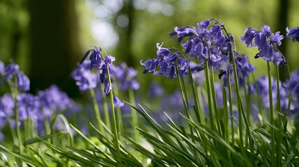 Obraz premium A serene field of purple bluebells swaying gently in soft sunlight with lush green grass and blurred forest background