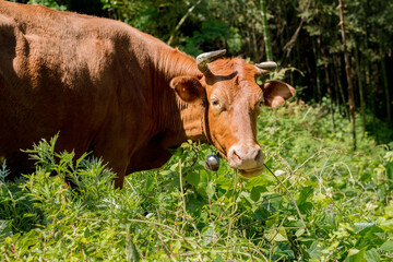 Brown cow with a bell grazing in a green meadow © KseniaJoyg