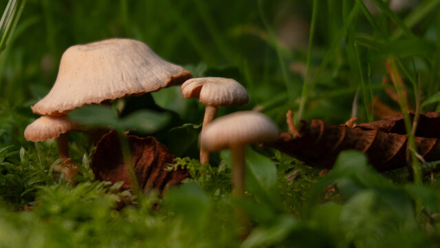 Small Cluster of Wild Brown Mushrooms Growing out of Grassy Meadow Soil with Autumn Oak Leaves