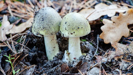 mushrooms in the forest © lazalnik