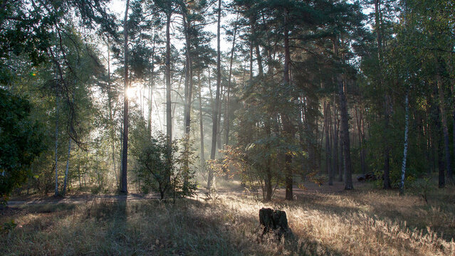 walk in the forest