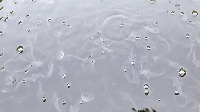 Close up of juvenile catfish swimming in aquaculture pond