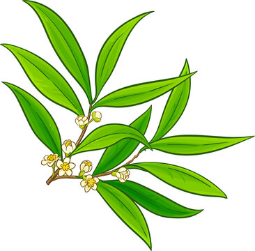 Litsea Cubeba Branches with Flowers, Berries and Leaves Colored Illustration. Essential oil ingredient for aromatherapy, health care, alternative medicine. 