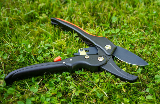 Garden pruning shears resting among green groundcover. Bypass cutting tool for trimming plants and shrubs. Gardening and horticulture. Yard maintenance, plant care and landscaping equipment.