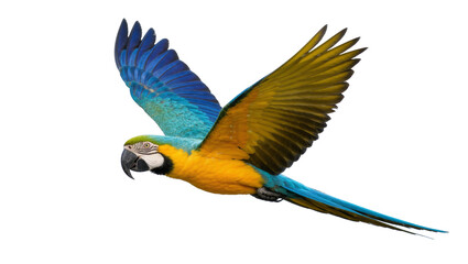 Blue and yellow macaw bird in flight, isolated on transparent background © PNGera