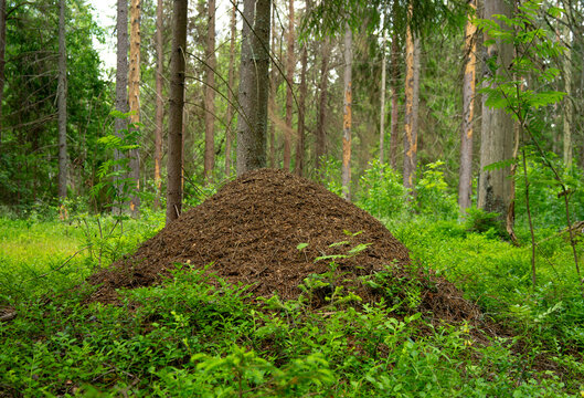 A large nest of a forest ant, filled with needles and branches among trees and green undergrowth. Habitat and ecosystem of forest insects. A huge forest anthill in the taiga.