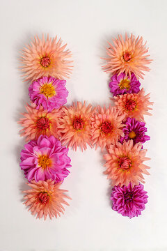 Letter H created from real, fresh dahlia flowers. Floral typography concept, floral font with colorful, vibrant flowers,A unique collection of letters and numbers for design. 