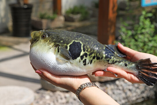 Pufferfish with inflated body held in hands