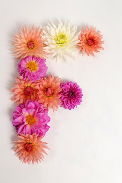 Letter F created from real, fresh dahlia flowers. Floral typography concept, floral font with colorful, vibrant flowers,A unique collection of letters and numbers for design. 