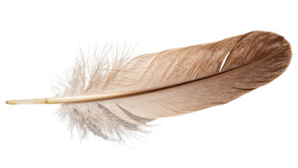 Delicate brown and beige bird feather with fluffy downy tip, isolated on transparent background © PNGera