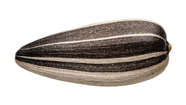 Single striped sunflower seed detailed texture, isolated on transparent background
