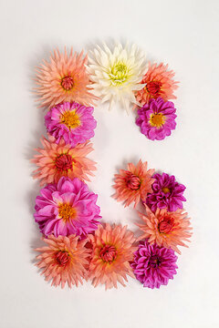 Letter G created from real, fresh dahlia flowers. Floral typography concept, floral font with colorful, vibrant flowers,A unique collection of letters and numbers for design. 