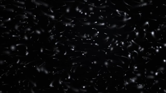 Close-up of falling snowflakes motion in dark night sky for winter design