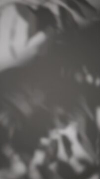 Tree Branch Shadows Swaying on Wall Background