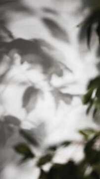 Tree Branch Shadows Swaying on Wall Background
