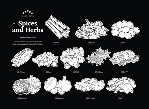 Isolated spices herbs illustration using outline style