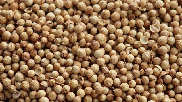 Dried coriander seeds background