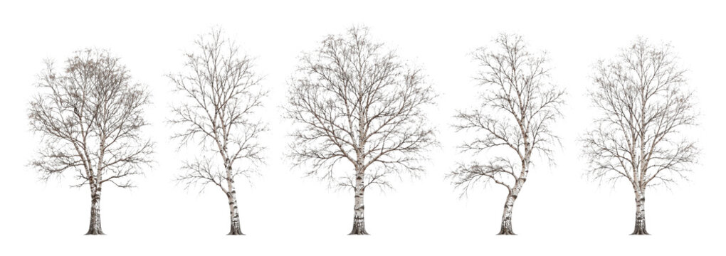 PNG Five bare birch trees isolated