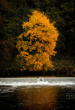 Orange leaved tree on the River Wear in Durham