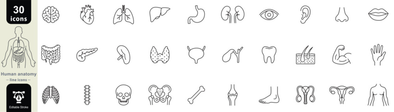 Human anatomy line icon set including organs, bones, body parts and medical symbols in modern minimalist editable stroke designs