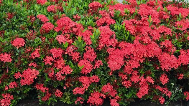 Dense red ixora flowers with bees