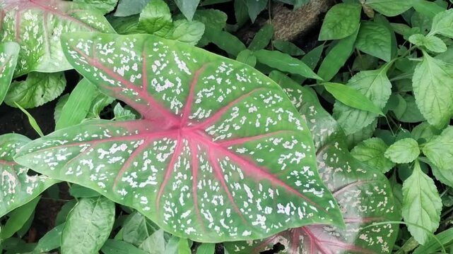Macro close-up of colorful Caladium leaf with pink veins and white spots