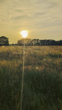 Sun glints at sunset over rural fields capturing a golden moment in the evening sky