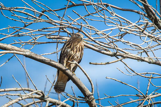 M&auml;usebussard auf Baum ( Buteo buteo )