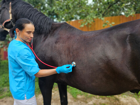 Veterinarian examines a horse using a stethoscope