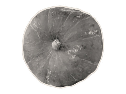 Photocopy of a whole pumpkin. Grunge texture, halftone style. Paper design element. Vector.