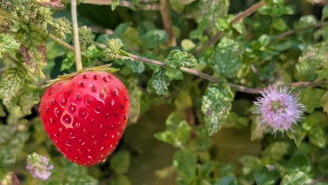 Juicy red strawberry grows next to a small round purple flower in a garden filled with green leaves