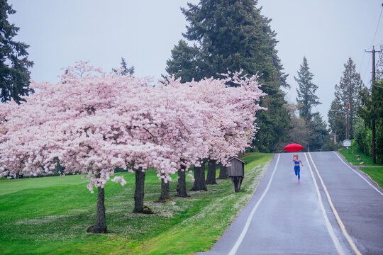 White woman running with red umbrella on rainy cherry blossom-lined